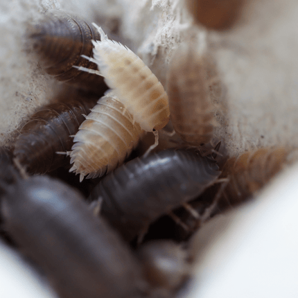 Marbled / California Mix- Porcellio Laevis Isopods - Reptile Deli Inc.