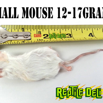 Frozen Mouse - Small - Reptile Deli Inc.