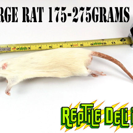 Frozen Rat - Large - Reptile Deli Inc.