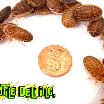Dubia Roach - Medium - Bulk - Reptile Deli Inc.