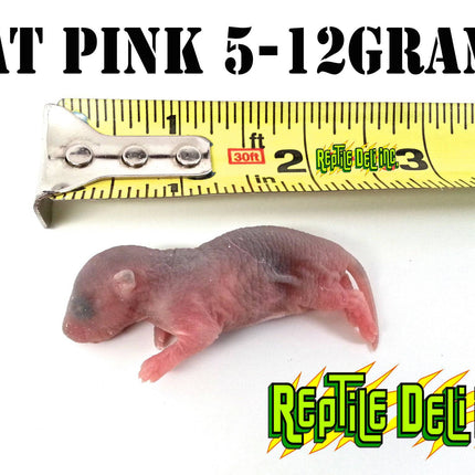 Frozen Rat - Pinks - Reptile Deli Inc.