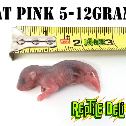 Frozen Rat - Pinks - Reptile Deli Inc.