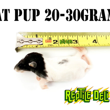 Frozen Rat - Pup - Reptile Deli Inc.